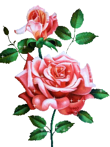 La rose 
